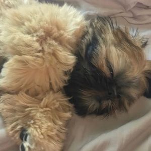 Meet your Posher, Dakota